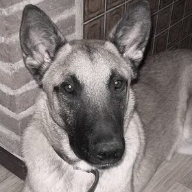 BACO