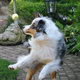 Natuurlijk de bal!!!