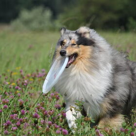 En de Frisbee!!