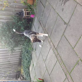 Kiana en de bal