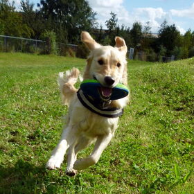 Max met z'n lievelingsfrisbee!