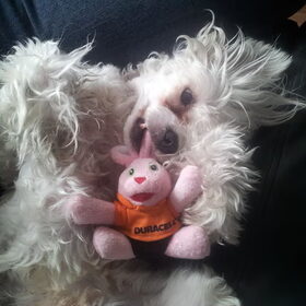 Pippin