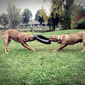 De band is topfavoriet.