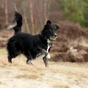 Pas met bal!