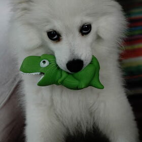 Help Baby reptar :)