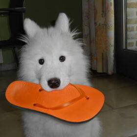 mikai met zijn lievelings slipper!