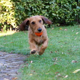 Oranje balletje