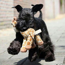 Pepita met haar girafje