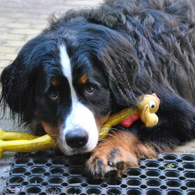 Senna met kip..