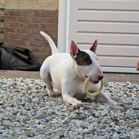 Spelen in de tuin!