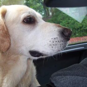 Max in de auto