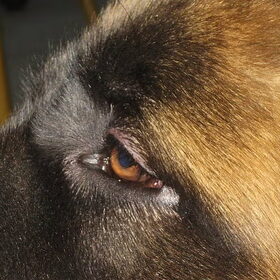 EYE OF THE TIGER
