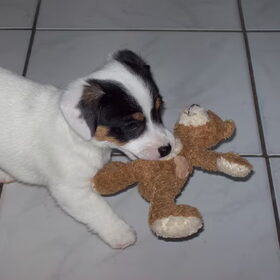 kleine snoopy met zijn beertje