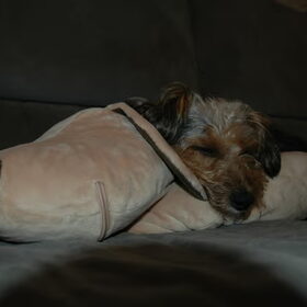 Lady en Robbe