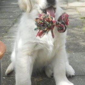 onze lieve toby