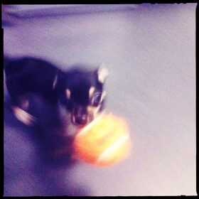 BAL BAL BAL!!!