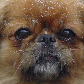 moppy in de sneeuw