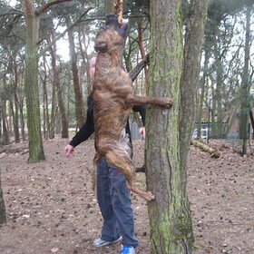 Amstaff in action!