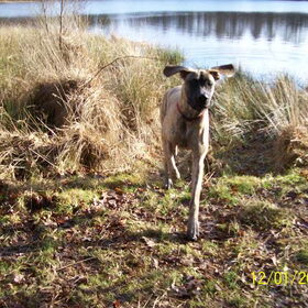 Bijna vliegende hond