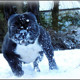 Sneeuwbull