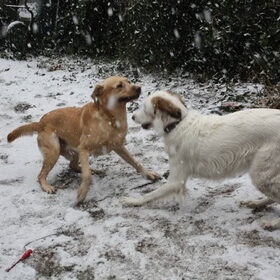 Tikkertje in de sneeuw