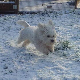 Gina's eerste stapjes in de sneeuw