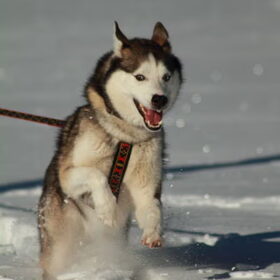 Sneeuwpret spat eraf!