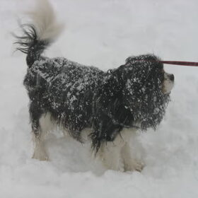 sneeuwstorm