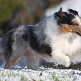 Cody is dol op sneeuw