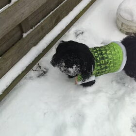 Sneeuw is Dolle pret met Spike
