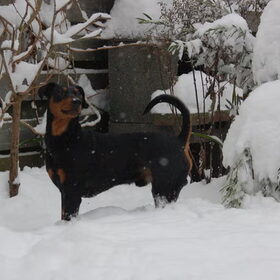 Wel een erg dik pak sneeuw, hij is zelf 51,5 cm hoog en de…