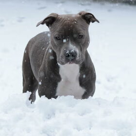 sneeuw princess