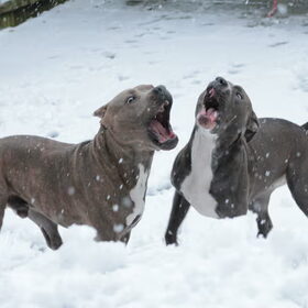 spelen in de sneeuw