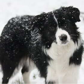 Let is snow Let is Snow