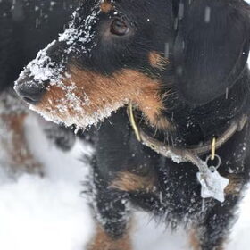 Voor het eerst in de sneeuw