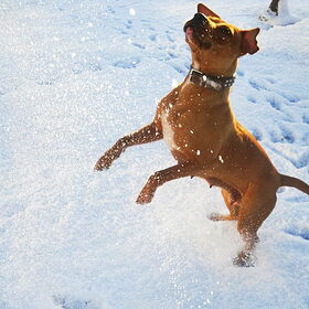 Sneeuwhappen