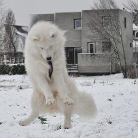 echte sneeuwpret