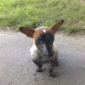 Dusty in een vieze sloot