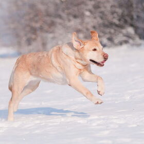 Joy in the snow