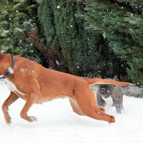 sneeuwpret