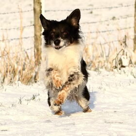 Andor in de sneeuw