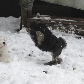 Puppy sneeuwpret