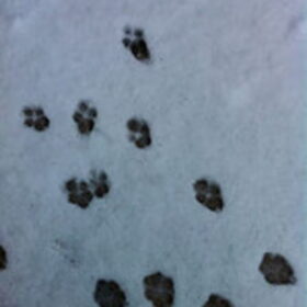sneeuw pootjes