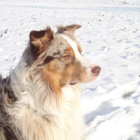 Snowdog
