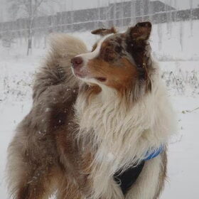 In de sneeuwstorm