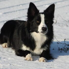 Lennon in de sneeuw