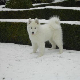 mikai in de sneeuw