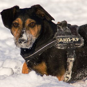 Tacsi in de sneeuw