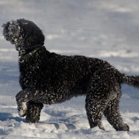 Benji in de sneeuw