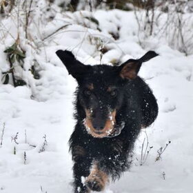 Run Peppie Run